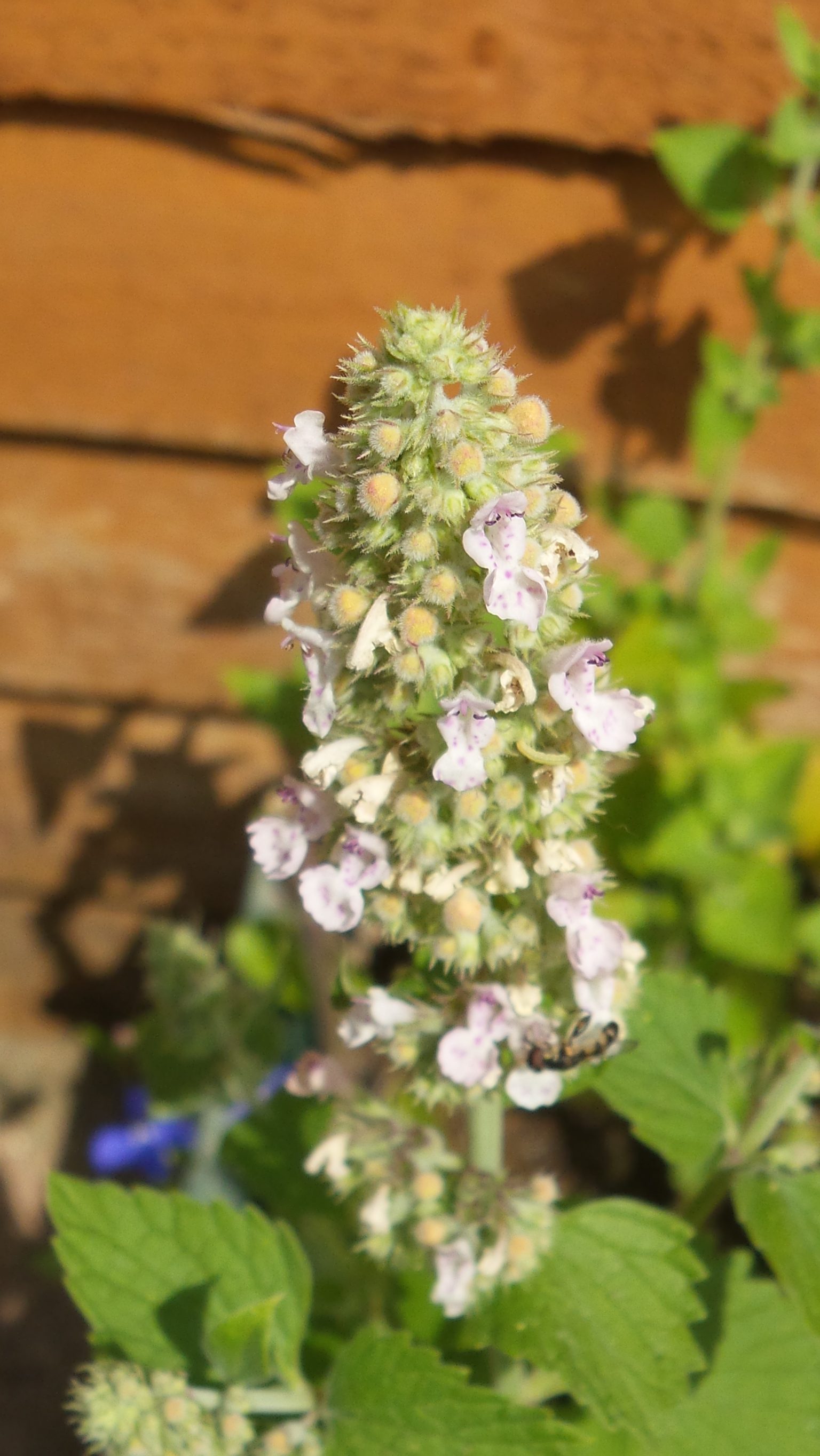 Catnip Nepeta Cataria Organically Grown Extra Strong Catnip - Home Grown in Wales UK