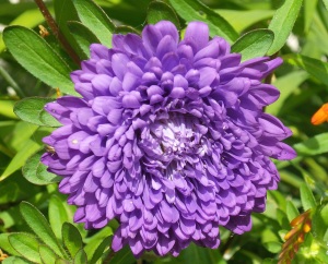 Aster Asteroid