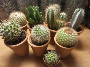 Cacti Cactus